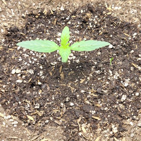 24K growlog timeline photo