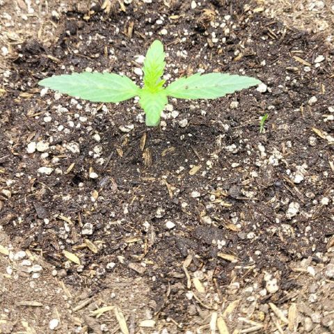 24K growlog timeline photo