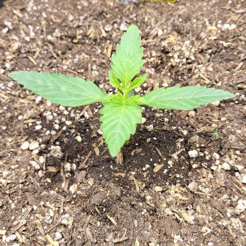 24K growlog timeline photo