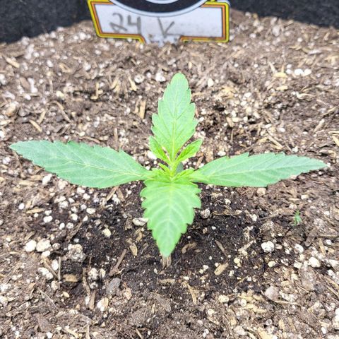 24K growlog timeline photo