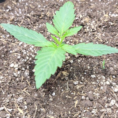 24K growlog timeline photo