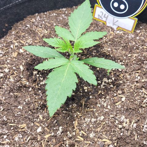 24K growlog timeline photo