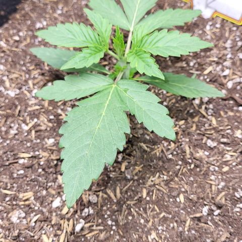 24K growlog timeline photo