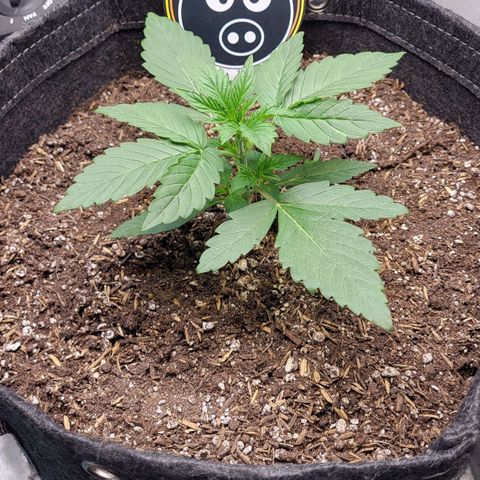 24K growlog timeline photo
