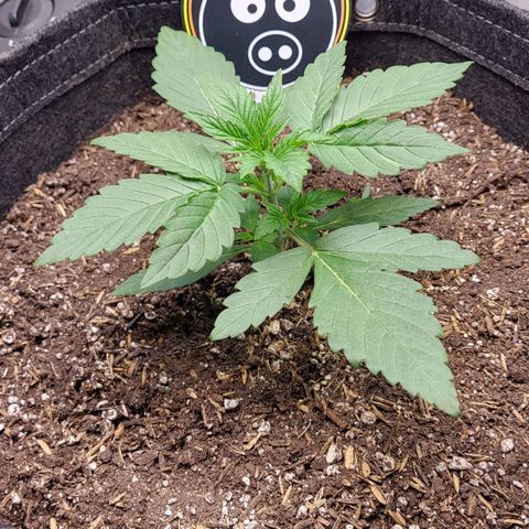 24K growlog timeline photo
