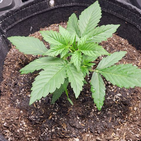 24K growlog timeline photo