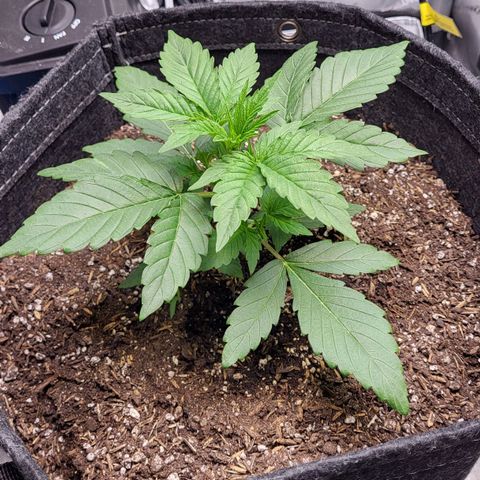 24K growlog timeline photo