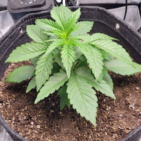24K growlog timeline photo