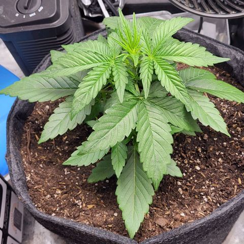 24K growlog timeline photo