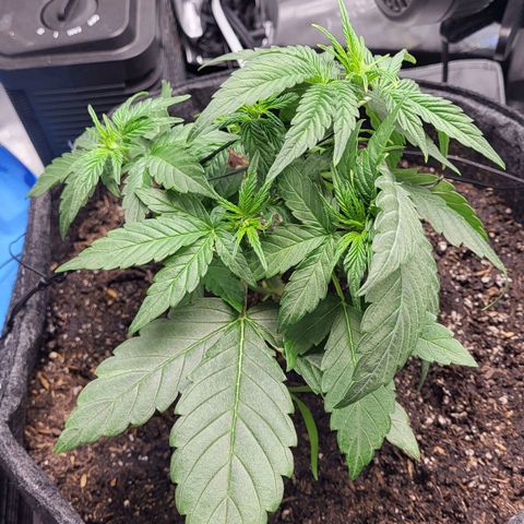 24K growlog timeline photo