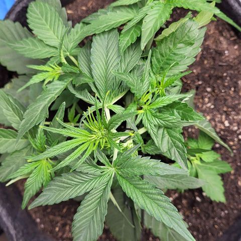 24K growlog timeline photo
