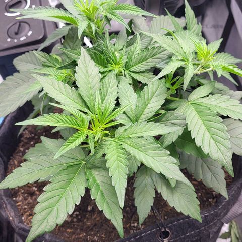 24K growlog timeline photo