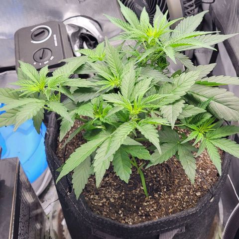 24K growlog timeline photo