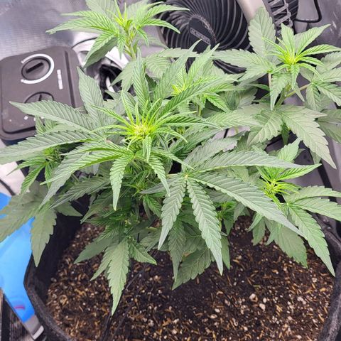 24K growlog timeline photo
