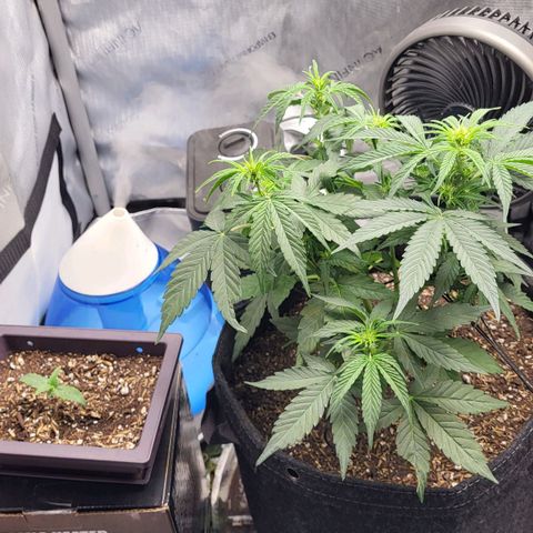 24K growlog timeline photo