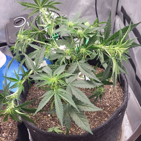 24K growlog timeline photo