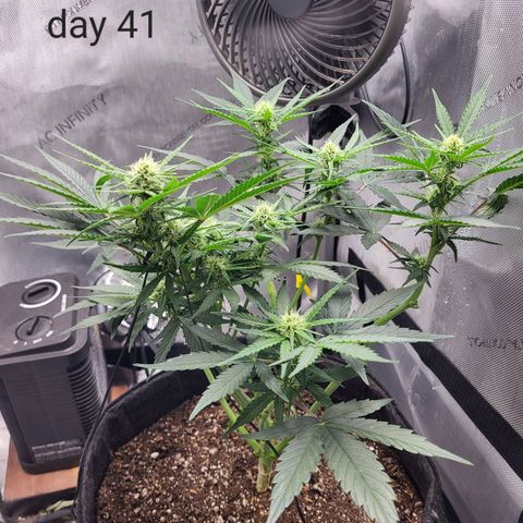24K growlog timeline photo