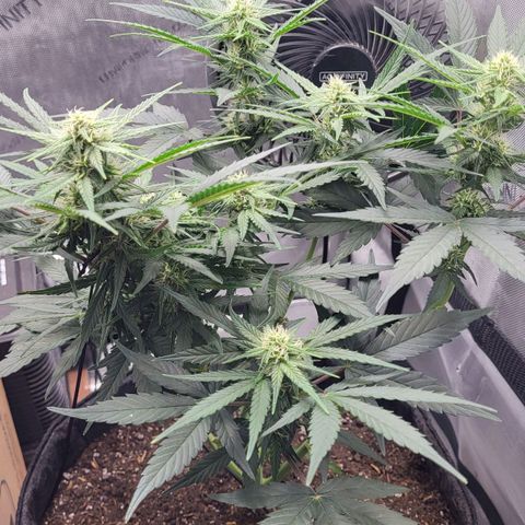 24K growlog timeline photo