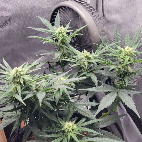 24K growlog timeline photo