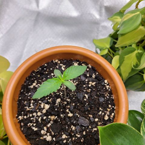 Aurora Indica growlog timeline photo