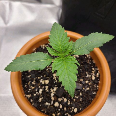 Aurora Indica growlog timeline photo