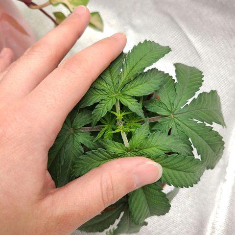 Aurora Indica growlog photo: 2 new growth tips emerging after topping