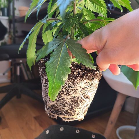 Aurora Indica growlog timeline photo