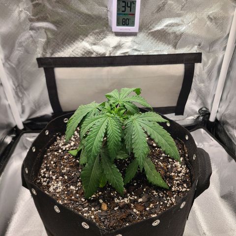 Aurora Indica growlog timeline photo