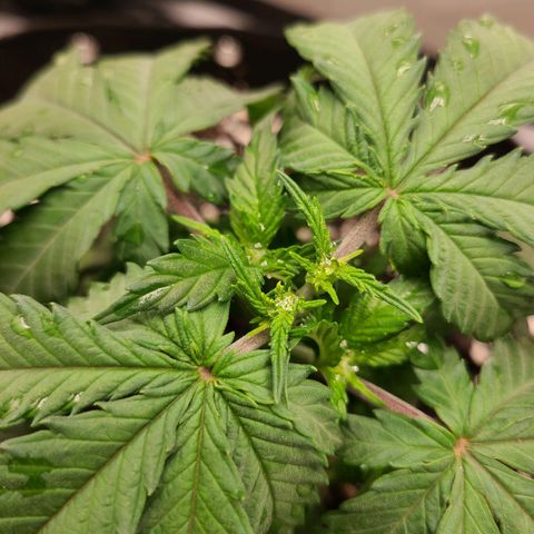 Aurora Indica growlog timeline photo