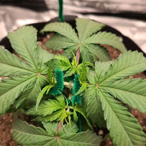 Aurora Indica growlog photo: Starting LST on 2 growth tips and 2 lower branches
