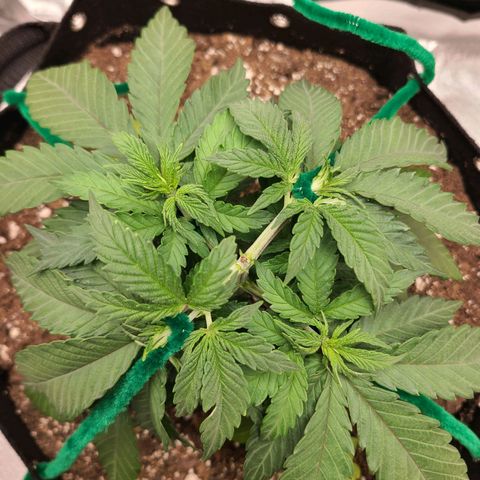 Aurora Indica growlog timeline photo