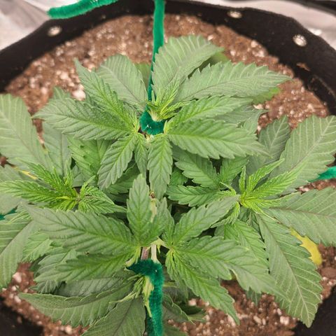 Aurora Indica growlog timeline photo