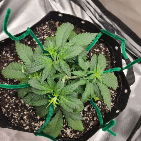 Aurora Indica growlog photo: Started training 2 lowermost branches that are catching up in height. 6 possible bud sites