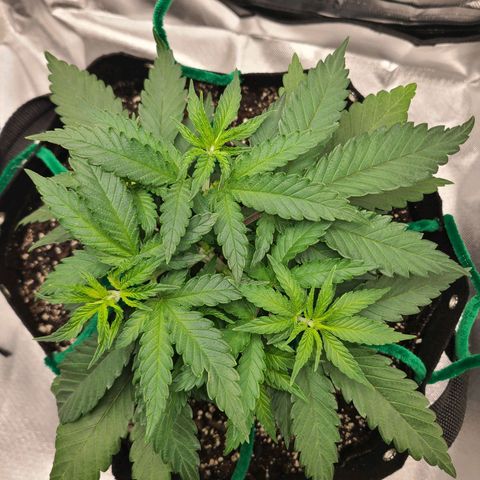 Aurora Indica growlog timeline photo