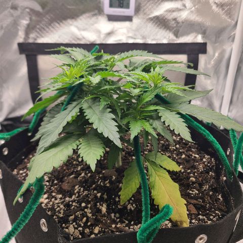 Aurora Indica growlog timeline photo