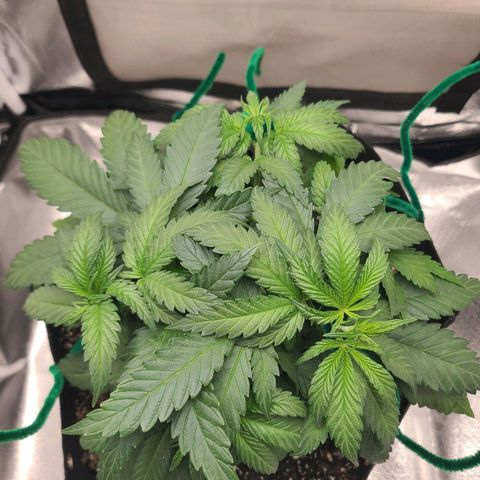 Aurora Indica growlog timeline photo