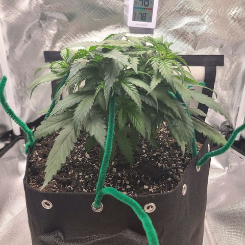 Aurora Indica growlog timeline photo