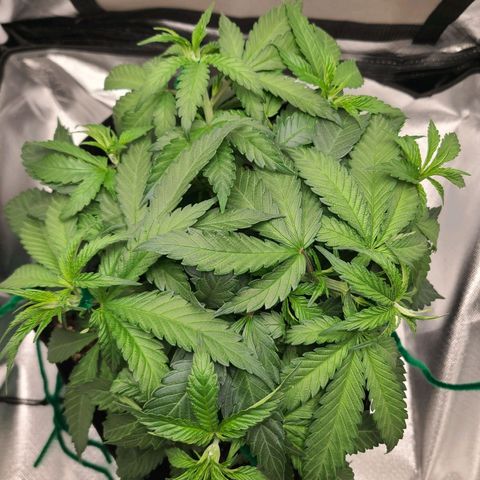 Aurora Indica growlog photo: 7 growth tips beginning to even out. Thinking it might be time to think about flipping.