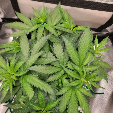 Aurora Indica growlog timeline photo