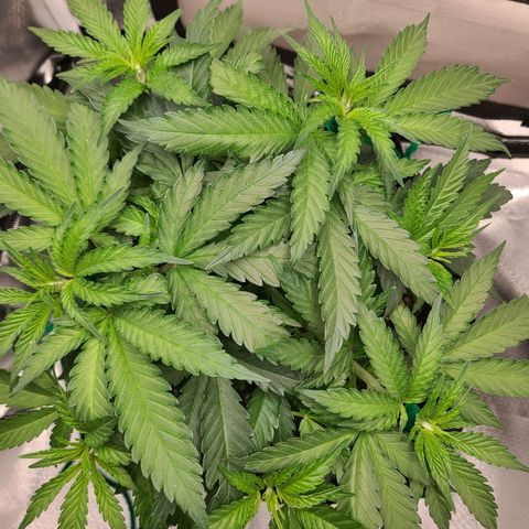 Aurora Indica growlog timeline photo