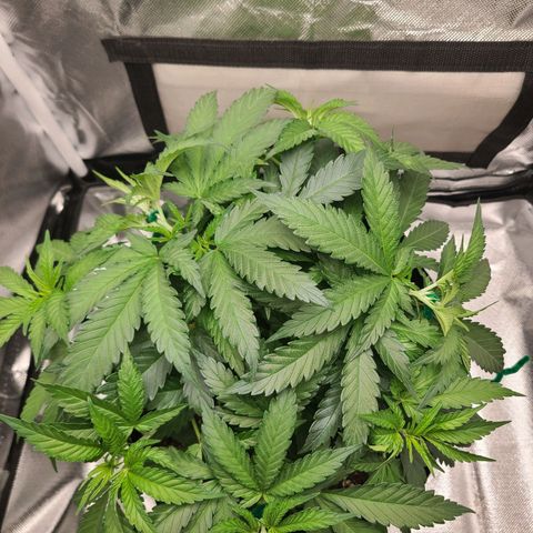 Aurora Indica growlog timeline photo
