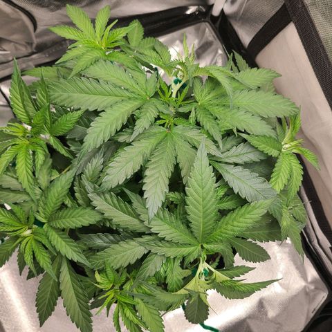 Aurora Indica growlog timeline photo