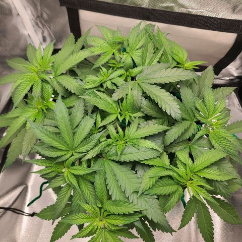 Aurora Indica growlog timeline photo