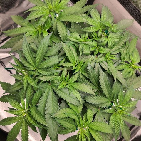 Aurora Indica growlog photo: At least 14 tops filling canopy