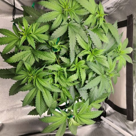 Aurora Indica growlog timeline photo