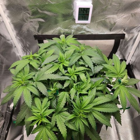 Aurora Indica growlog timeline photo