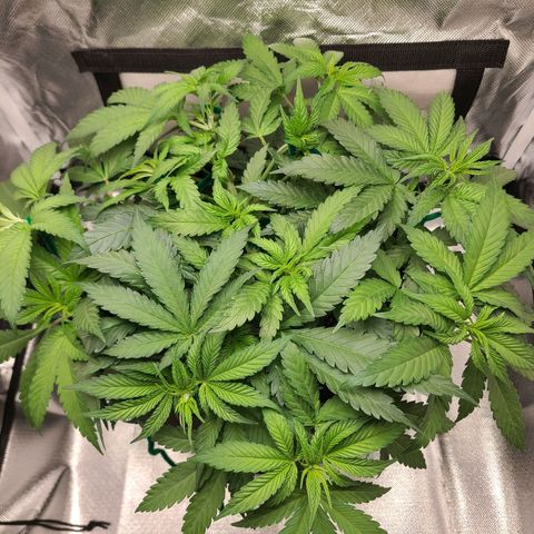Aurora Indica growlog timeline photo