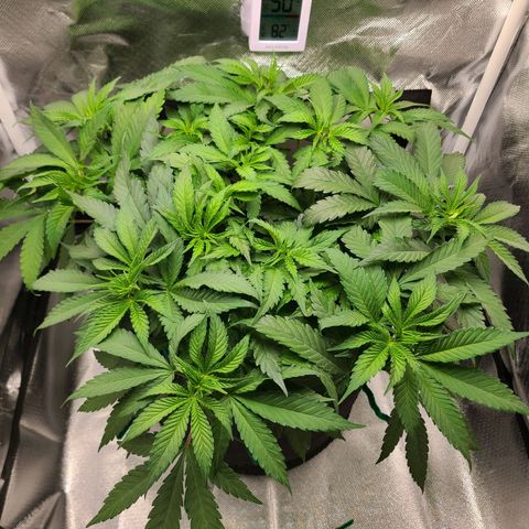 Aurora Indica growlog timeline photo