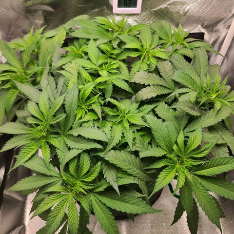 Aurora Indica growlog timeline photo