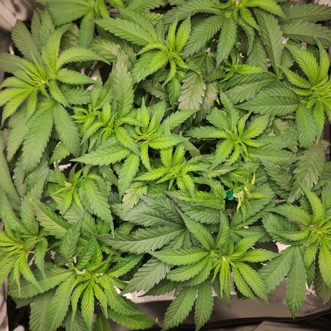 Aurora Indica growlog timeline photo